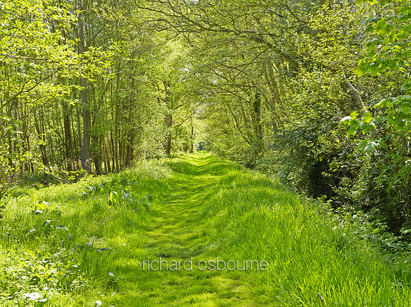 V8N34  NWT Alderfen Broad, Norfolk, UK