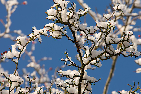 V4D4 Winter Hawthorn