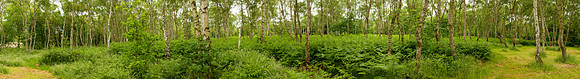 P3F16  Spring Sherwood Forest, Norfolk, UK