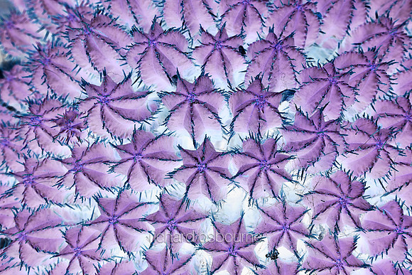 V20A1  Cactus Abstract