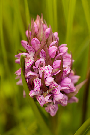 V3W28 Southern Marsh Orchid