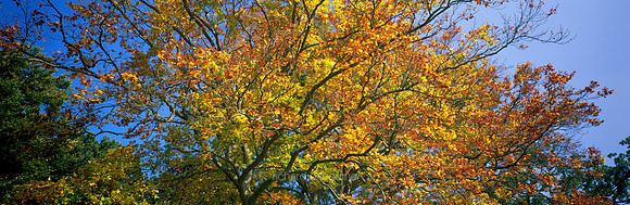 P1F7 Autumn Beech