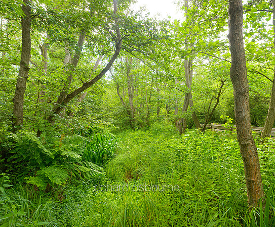 V5F27  NWT Barton Broad, Norfolk Broads, UK