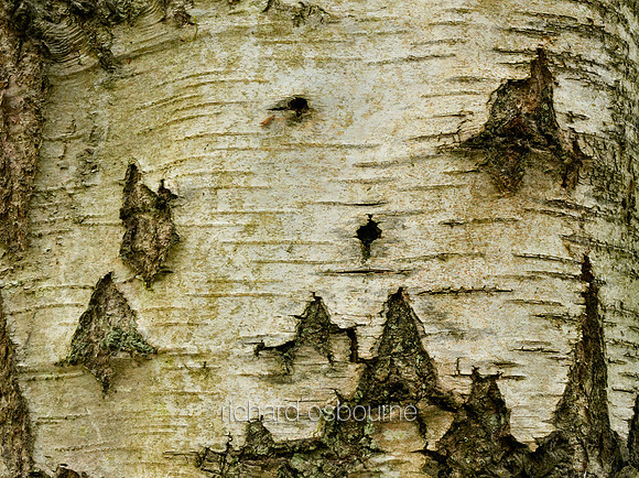 V8BG9  Silver Birch Bark