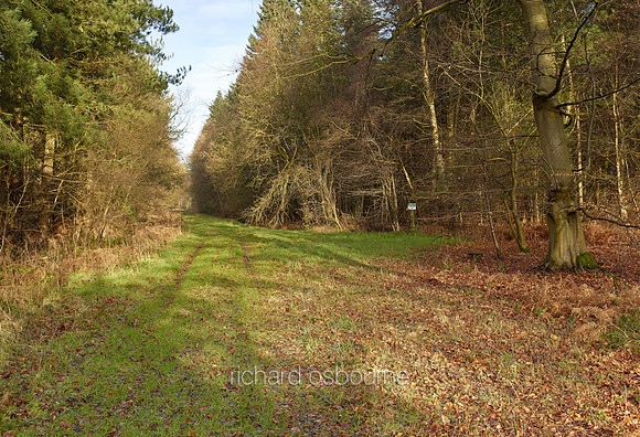 V8N1  NWT Bretts Wood, Norfolk, UK
