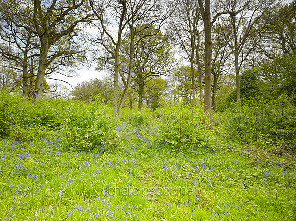 NWT Wayland Wood, Norfolk, UK