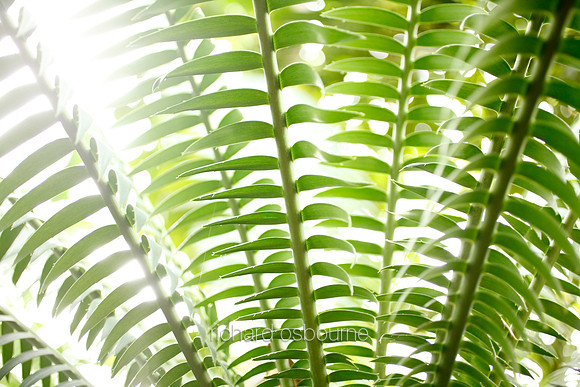V5D31  Lepidozamia hopei