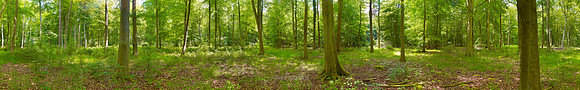 P3F10 - Spring Forest IV