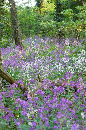 V5W3  Honesty Flowers, Elveden, Norfolk. UK
