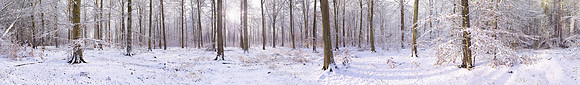 P3F18  Snow, Thetford Forest, Norfolk, UK