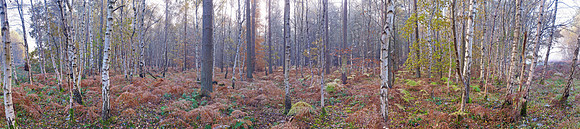 P3F20  Autumn, Thetford Forest, Norfolk, UK