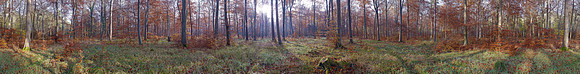 P3F13  Autumn, Thetford Forest, Norfolk, UK