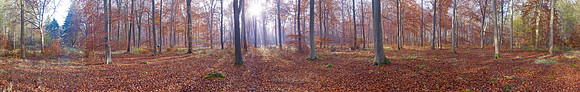 P3F19  Autumn, Thetford Forest, Norfolk, UK