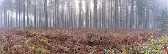 P3F15  Autumn, Thetford Forest, Norfolk, UK