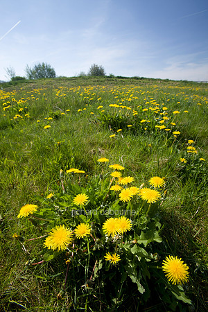 V3W37 Dandelion III