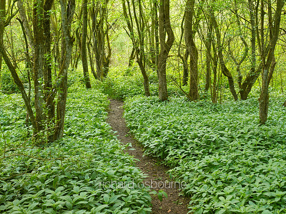V8F11  Woodland Walk, Smockmill Common, Norfolk