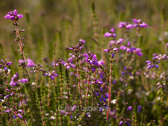 V6N13  Bell Heather, Buxton Common, Norfolk, UK