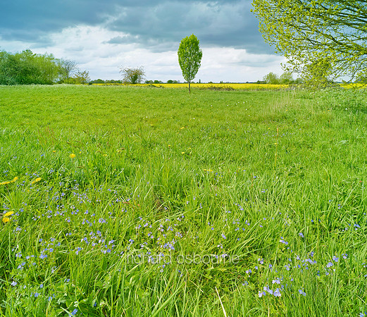 V8W7, Common Field Speedwell, Old Buckenham Common, Norfolk, UK