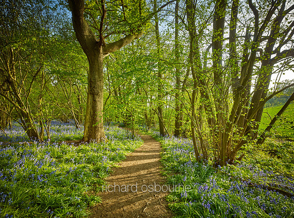 V14F7  Hill House Wood, Essex, UK