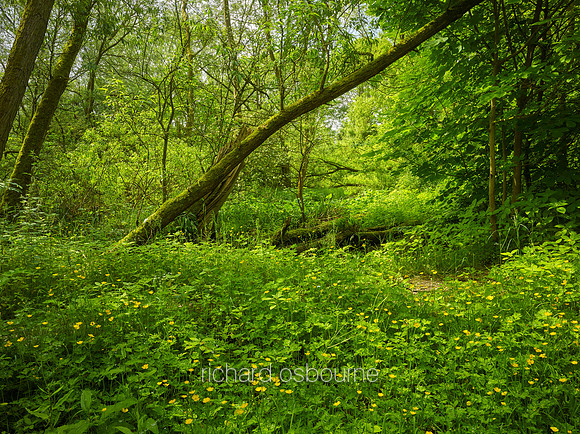 V11F10  Fletcher Moss Park, Manchester, UK