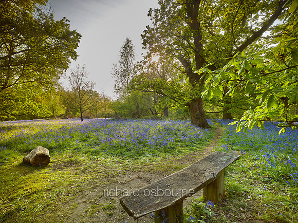 V14F8  Bluebells and Young Oaks, Hill House Wood, Essex
