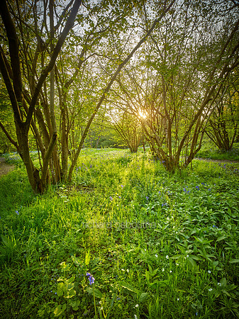V14F9  Hill House Wood, Essex, UK