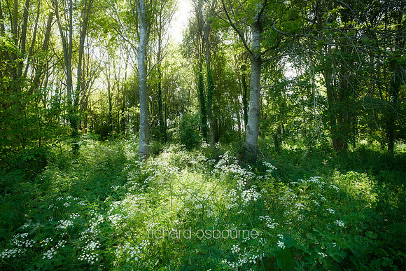 V15F2 Long's Wood, Wreningham, Norfolk, UK