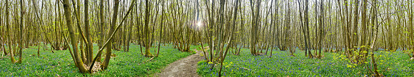 P5F4  Kings Wood, Kent, UK