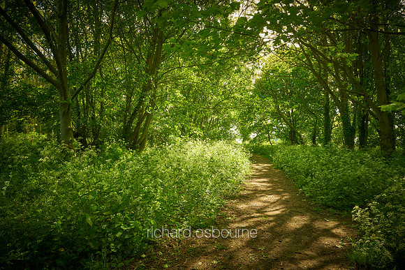 V15F3  Long's Wood, Wreningham, Norfolk, UK