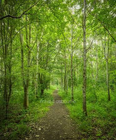 V15F1  Long's Wood, Wreningham, Norfolk, UK