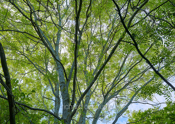 V15F4  Ash Trees, Long's Wood, Wreningham, Norfolk, UK