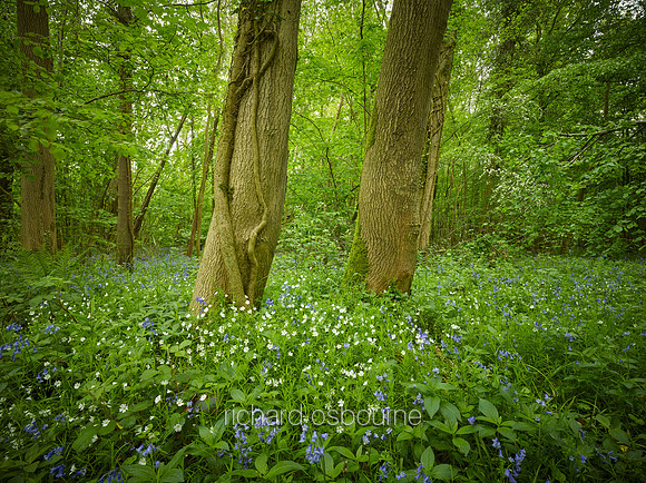 V12F9  Bluebells and Greater Stitchwort, Lower Wood, Ashwellthorpe, Norfolk, UK