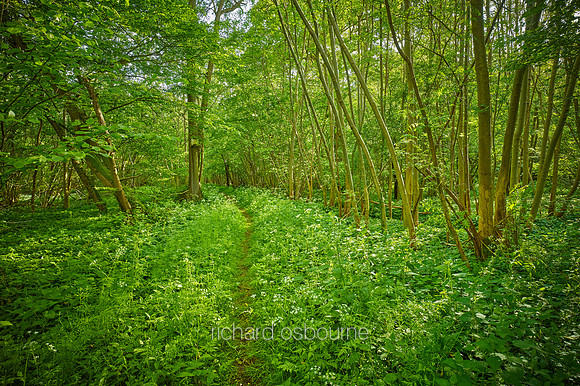 V12F10  Spring, Lower Wood, Ashwellthorpe, Norfolk, UK
