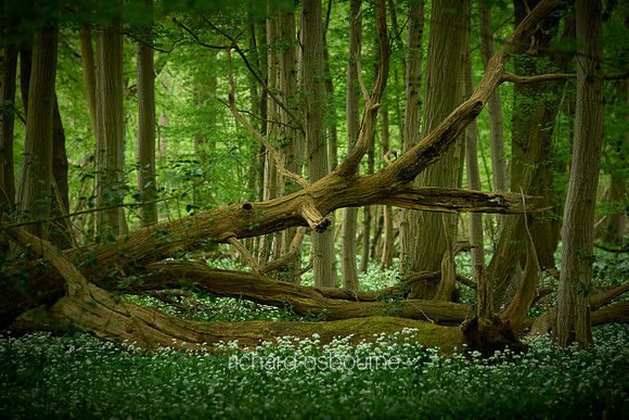 V11F11  Spring, Lower Wood, Ashwellthorpe, Norfolk, UK