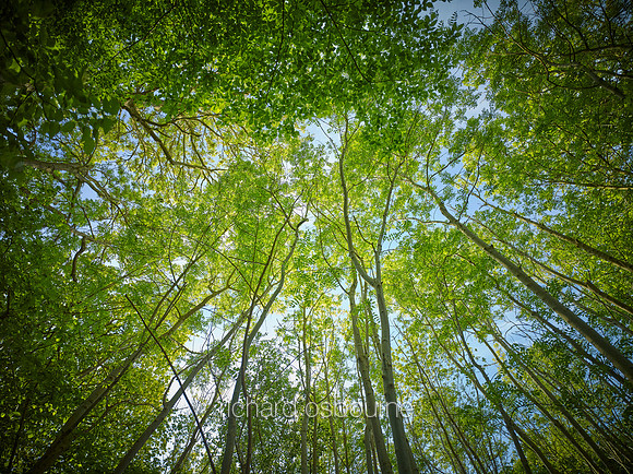 V12F11  Spring Canopy, Lower Wood, Ashwellthorpe, Norfolk, UK