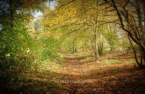 V12F13  Autumn Hornbeams, Lower Wood Ashwellthorpe, Norfolk, UK