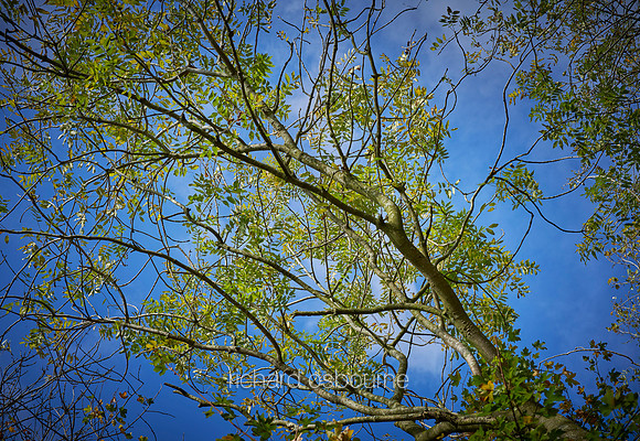 V12F14  Ash Tree, Lower Wood, Ashwellthorpe, Norfolk, UK
