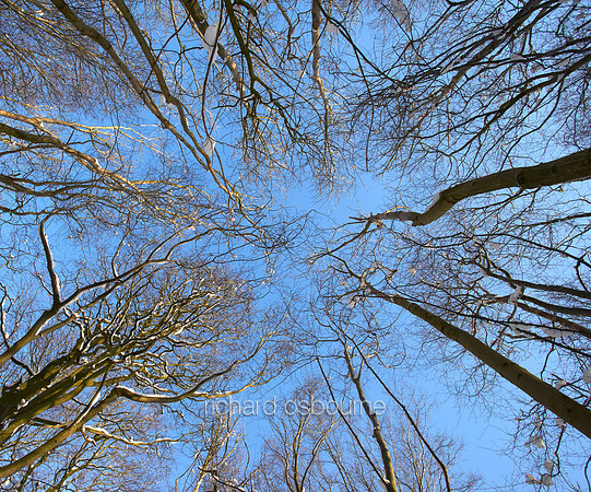 V12F15  Snowy Hornbeams, Lower Wood Ashwellthorpe, Norfolk, UK
