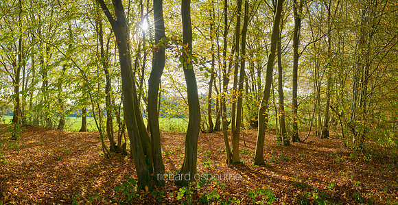 P5F5  Autumn Hornbeams, Lower Wood Ashwellthorpe, Norfolk, UK