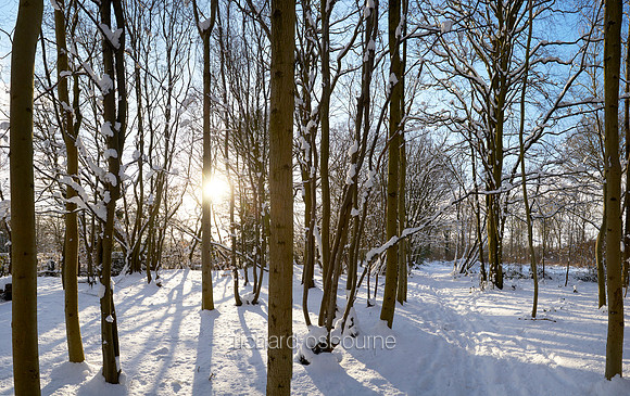 V12F16  Snowy Hornbeams, Lower Wood Ashwellthorpe, Norfolk, UK
