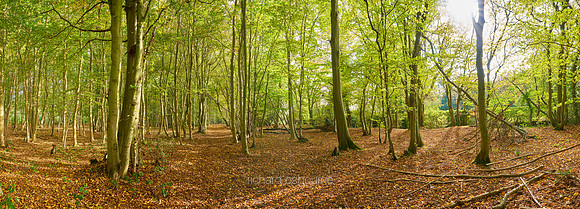 P5F6  Autumn Hornbeams, Lower Wood Ashwellthorpe, Norfolk, UK