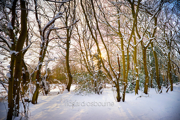 V12F17  Snowy Hornbeams, Lower Wood Ashwellthorpe, Norfolk, UK