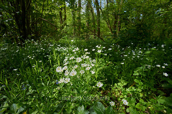 V11F12  Spring, Lower Wood, Ashwellthorpe, UK