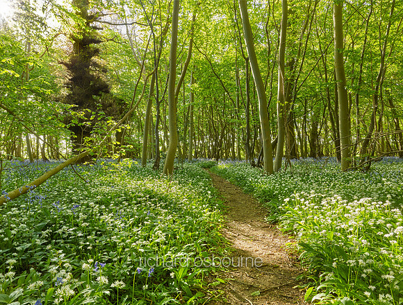 V11F13  Spring, Lower Wood, Ashwellthorpe, UK