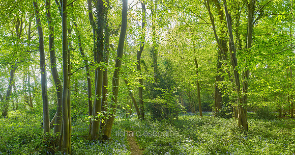 P5F9  Spring, Lower Wood, Ashwellthorpe, UK