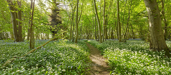 P5F8  Spring, Lower Wood, Ashwellthorpe, UK