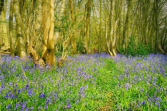 V10F15  Spring, Wayland Wood, Norfolk, UK