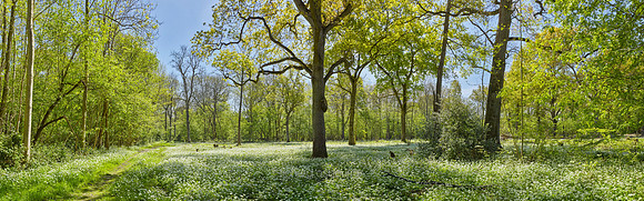 P5F10  Spring, Lower Wood, Ashwellthorpe, UK