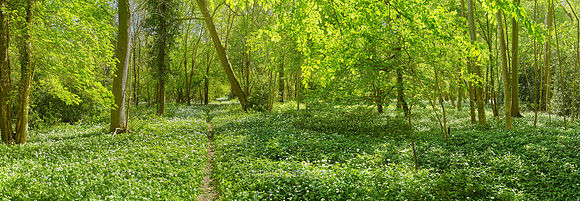 P5F11  Spring, Lower Wood, Ashwellthorpe, UK