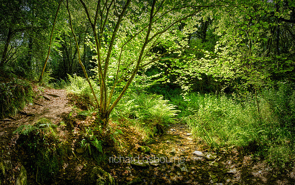 V11F14  Pengelli Forest, Pembrokeshire, Wales, UK